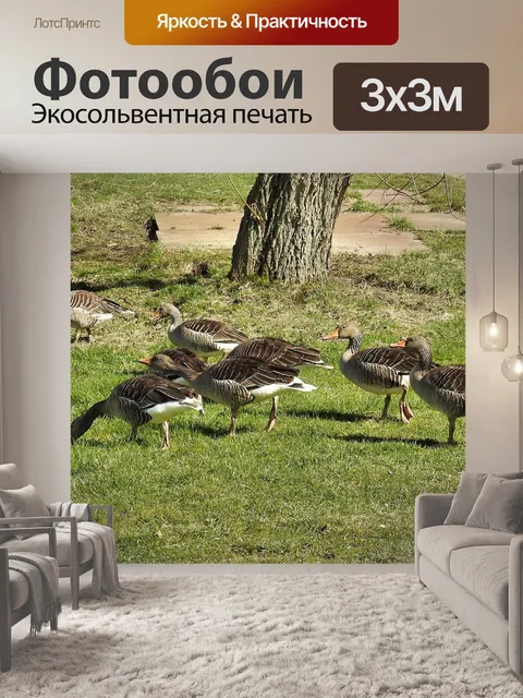 Фотообои Дикие гуси