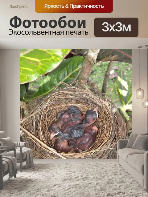 Фотообои Гнездо