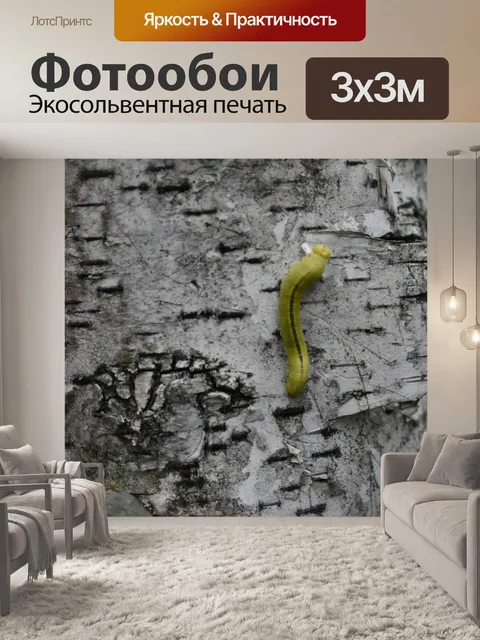 Фотообои Гусеница