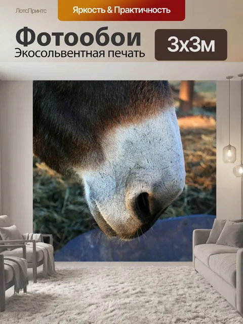 Фотообои белый морда осла