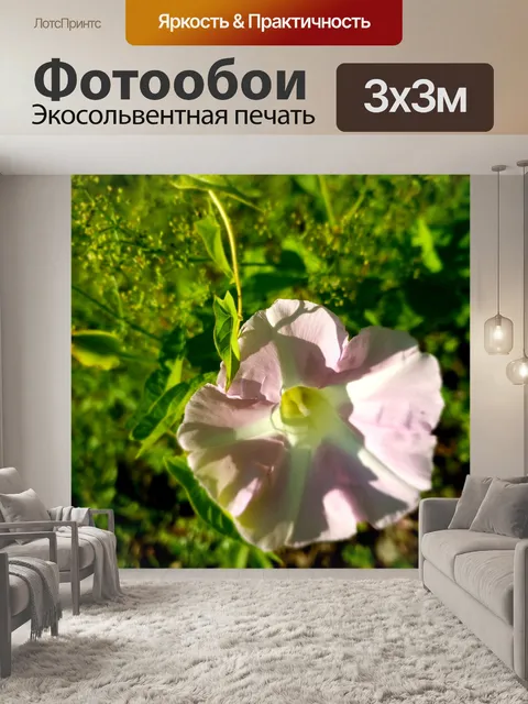Фотообои Довольно розовый и белый цветок