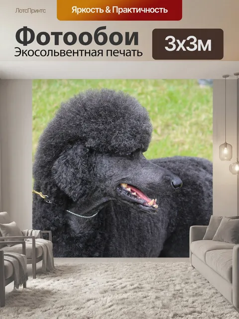 Фотообои Черный собака