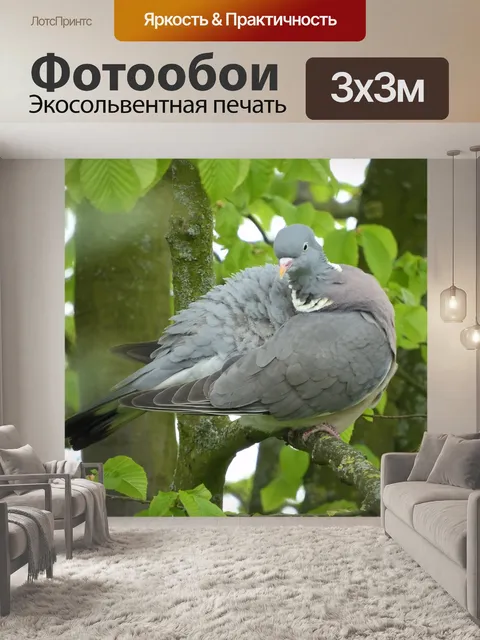 Фотообои Голубь