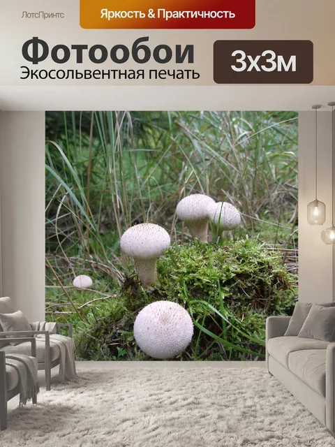 Фотообои Lycoperdon perlatum