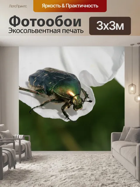 Фотообои Жук-роза