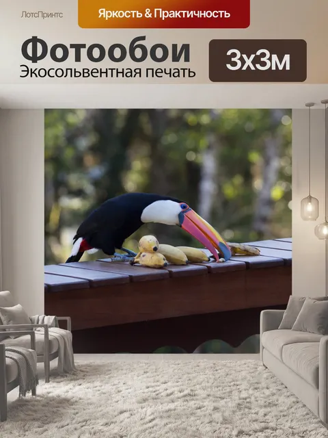 Фотообои Тукан