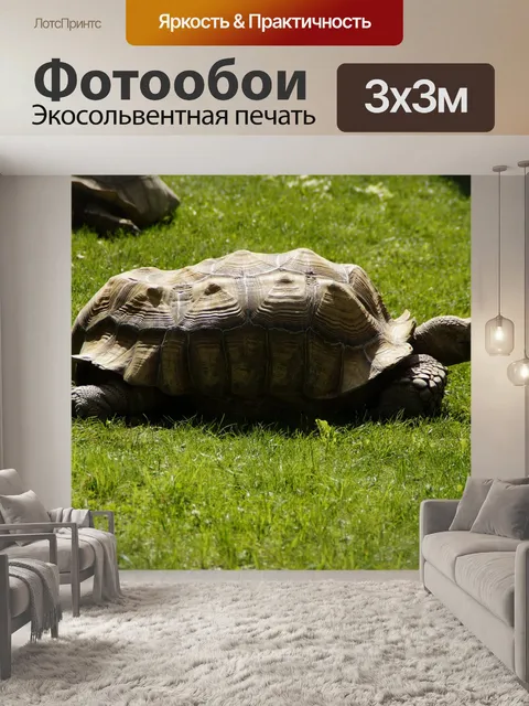 Фотообои Черепаха