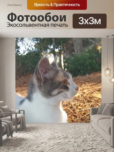 Фотообои Кошка