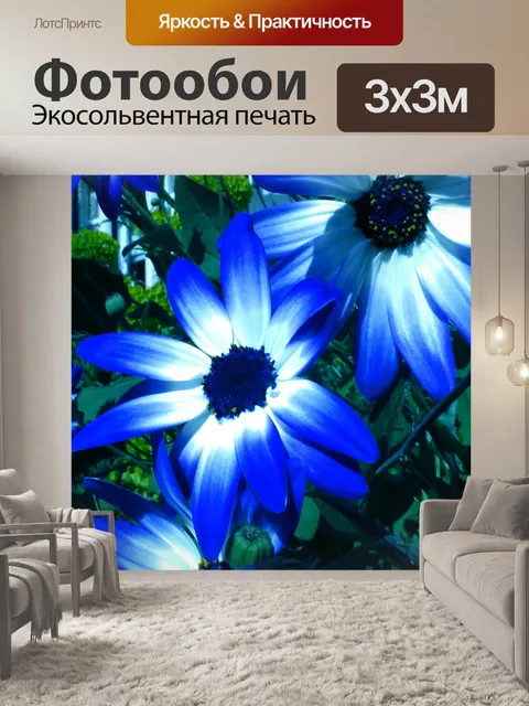Фотообои Голубые би Цвет Pericallis Цветы