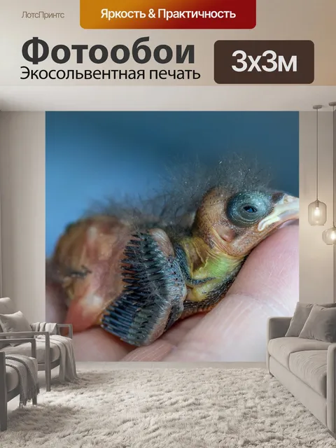 Фотообои Снегирь