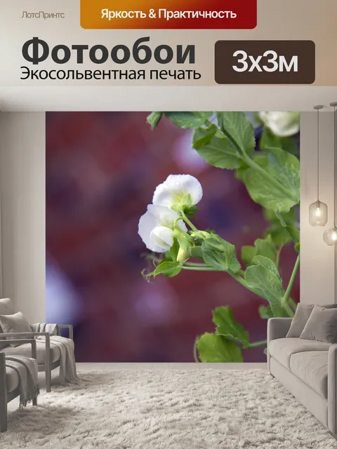 Фотообои Белые цветы на молодом горохе