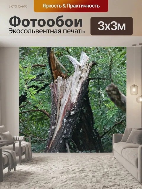Фотообои сломанного дерева