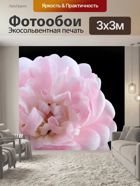 Фотообои Роза
