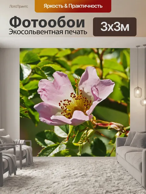 Фотообои Кустовая роза