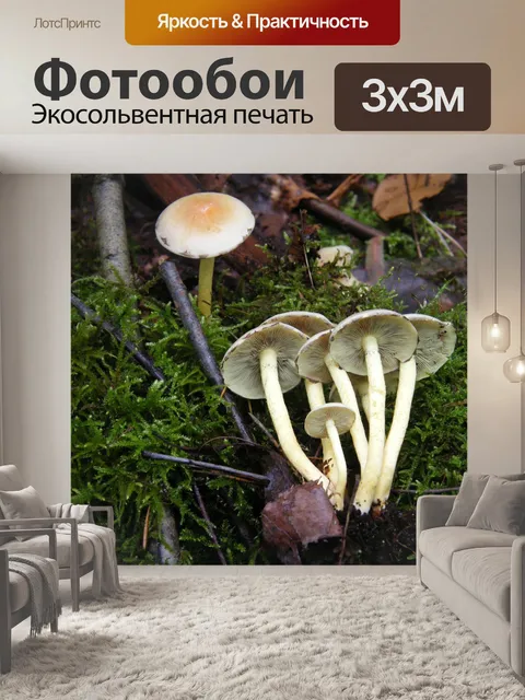 Фотообои Серные головы
