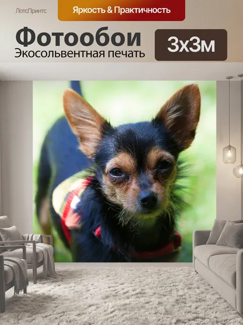 Фотообои Йоркширский терьер