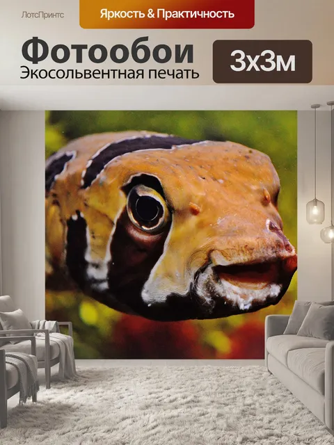 Фотообои Рыбы