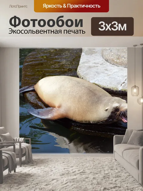 Фотообои Морские львы 03 (серия 22)