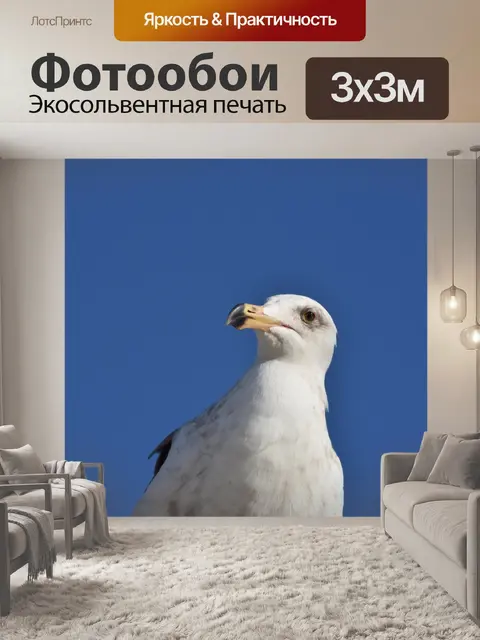 Фотообои чайка