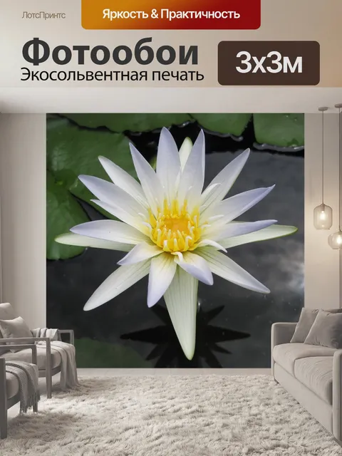 Фотообои Белый лотос