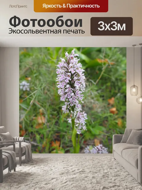 Фотообои Молочно-белая орхидея