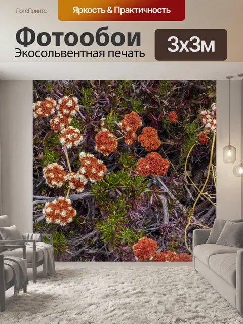 Фотообои Калифорнийская гречиха Уайлдфлауэр