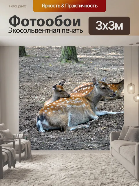 Фотообои Зоопарк