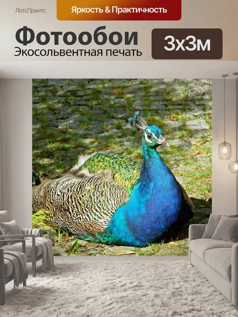 Фотообои Павлин