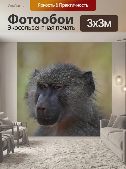 Фотообои Бабуин