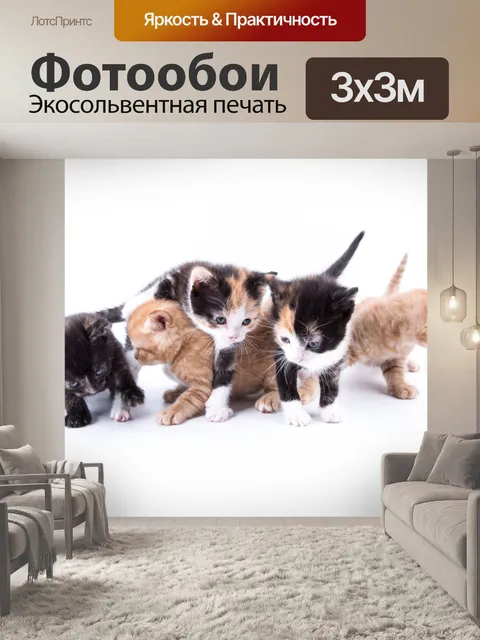 Фотообои Кот