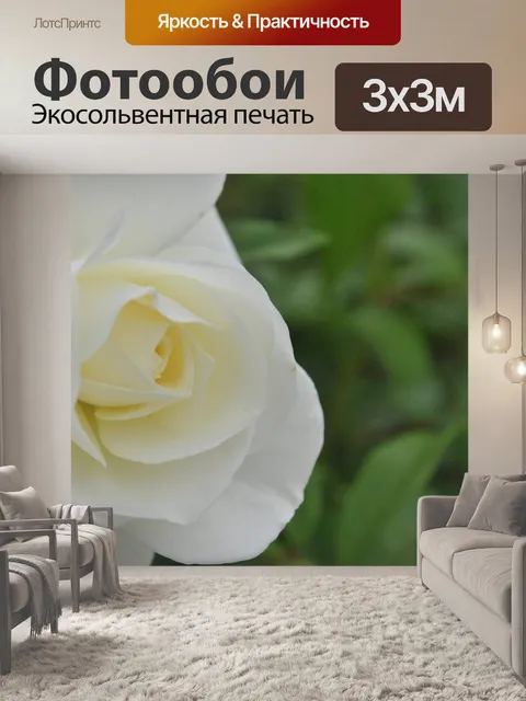Фотообои Роза