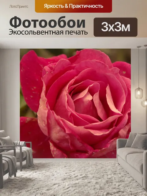 Фотообои Старомодная розовая роза