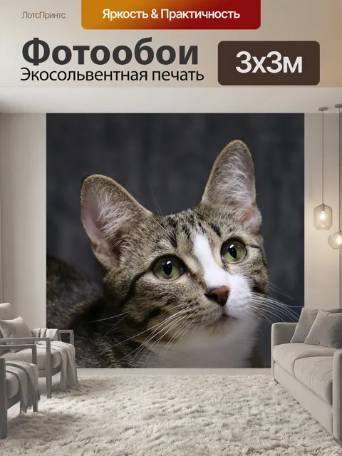 Фотообои Cat