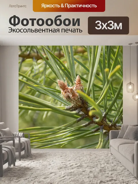 Фотообои Needle