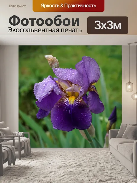 Фотообои Blue Iris