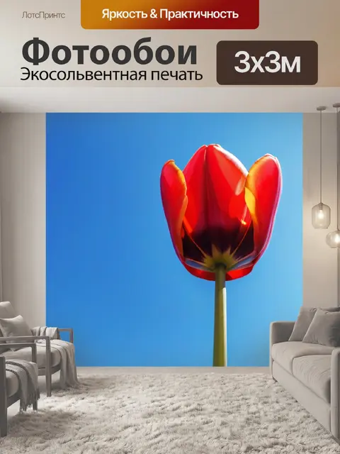 Фотообои красный тюльпан на фоне синего неба