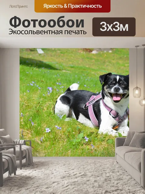 Фотообои Собака