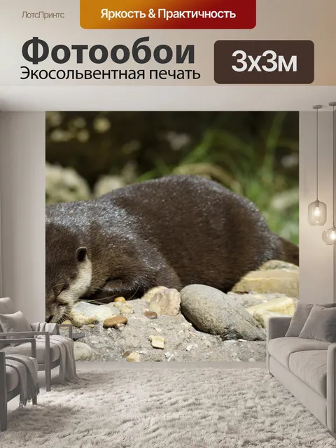 Фотообои Морская выдра