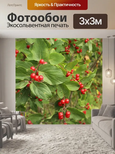 Фотообои Буш Жимолость Красные ягоды