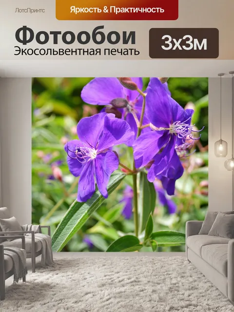 Фотообои красивый фиолетовый цветок