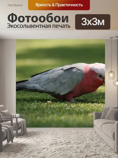 Фотообои Попугай