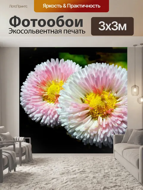 Фотообои Ромашки