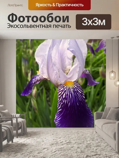 Фотообои Ирис