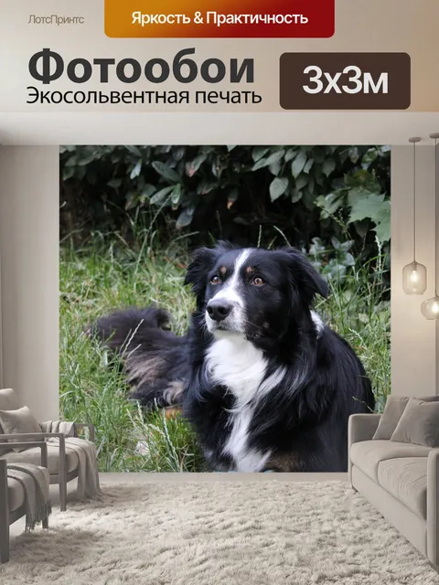 Фотообои Бордер-колли