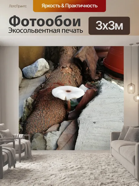 Фотообои Белый гриб