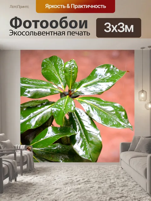 Фотообои Мокрые листья