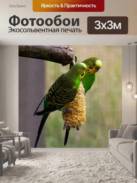 Фотообои Дикий волнистый попугайчик