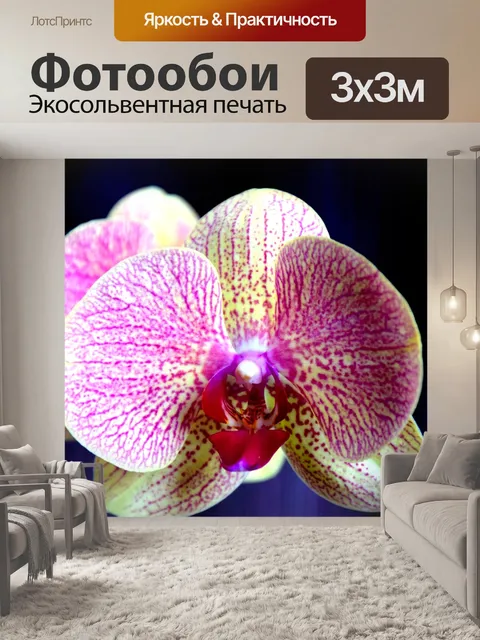 Фотообои Орхидея