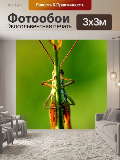 Фотообои Кузнечик