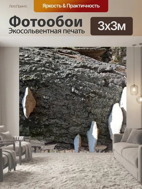Фотообои Гриб на дереве